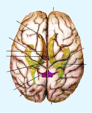 Большой мозг (cerebrum)